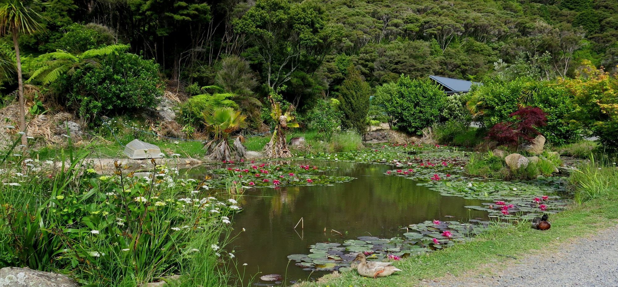 Bay Of Islands Holiday Apartments Paihia Extérieur photo